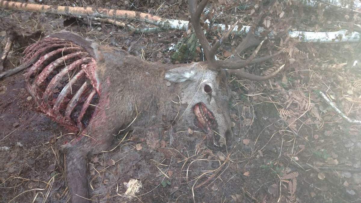 В резиденции президента возле Киева, несмотря на запрет, убивают животных В резиденции президента возле Киева, несмотря на запрет, убивают животных