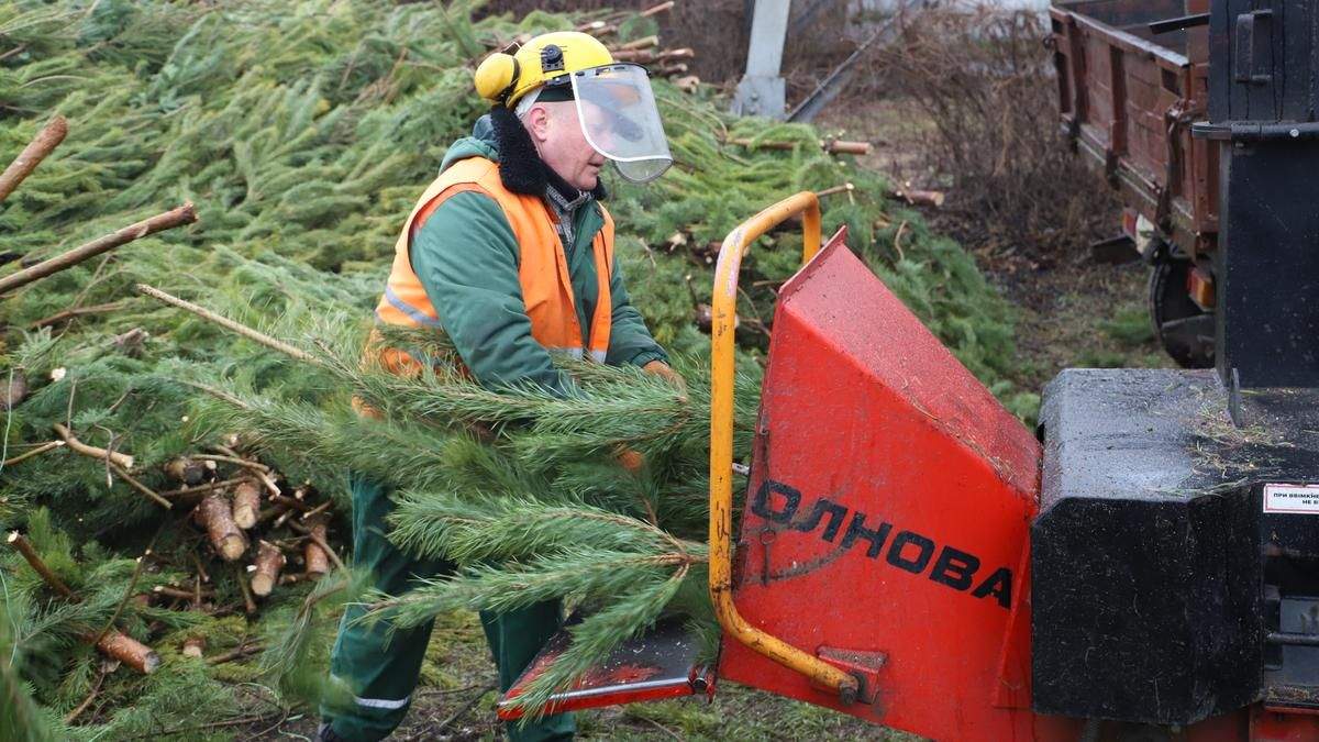 У Києві працюють пункти прийому ялинок У Києві працюють пункти прийому ялинок