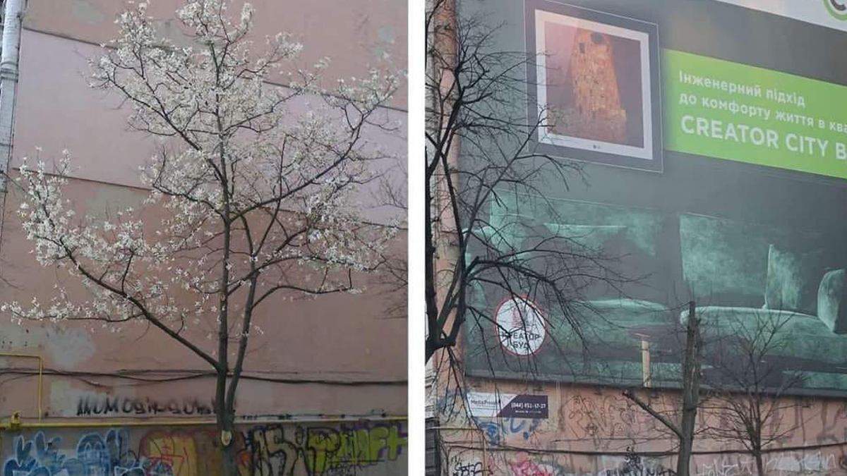 В Киеве ради рекламы уничтожили дерево магнолии: разгорелся скандал В Киеве ради рекламы уничтожили дерево магнолии: разгорелся скандал